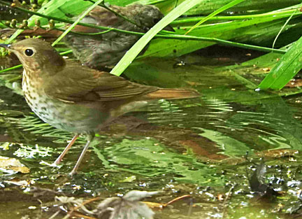 swainsons thrush 5 small